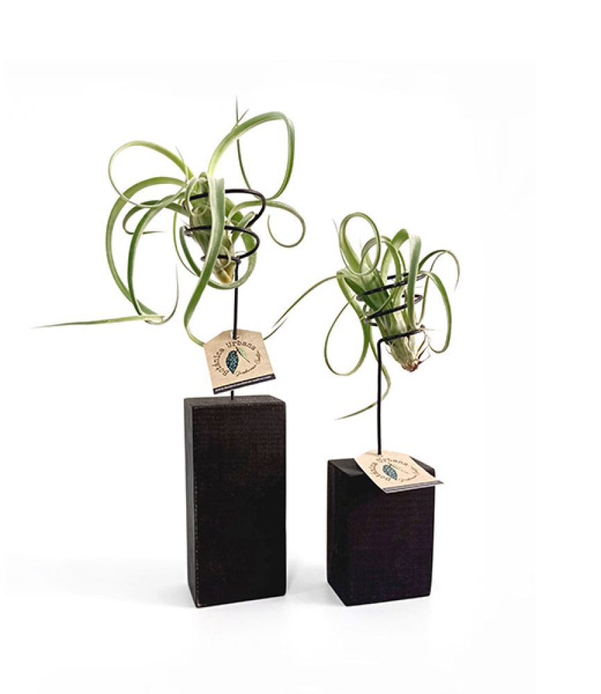 TACO-TILLANDSIA-DUO-NEGRO-BOTANICA-URBANA
